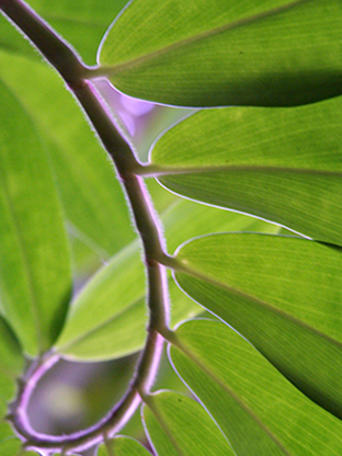 spiral leaf
